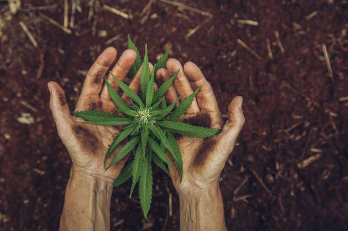Hands holding a small cannabis plant