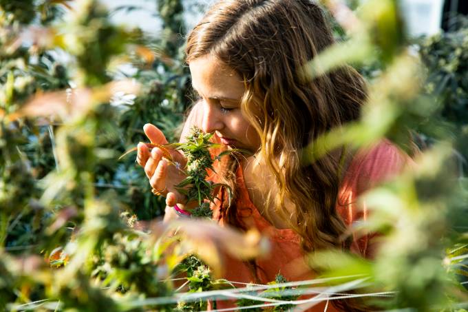 A woman smelling a marijuana plant ready for harvest.