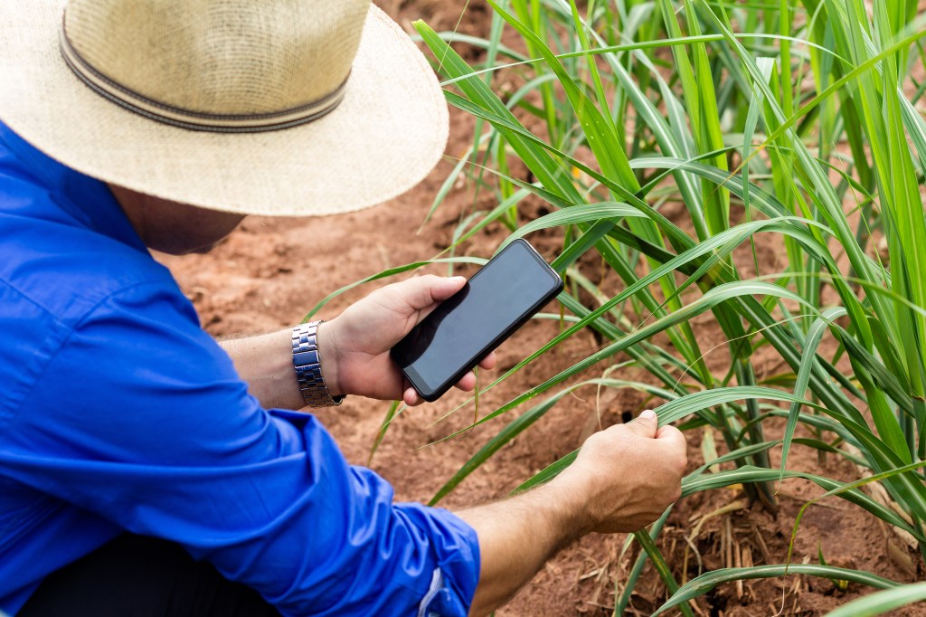 Fazendeiro usa celular enquanto examina plantação de cana