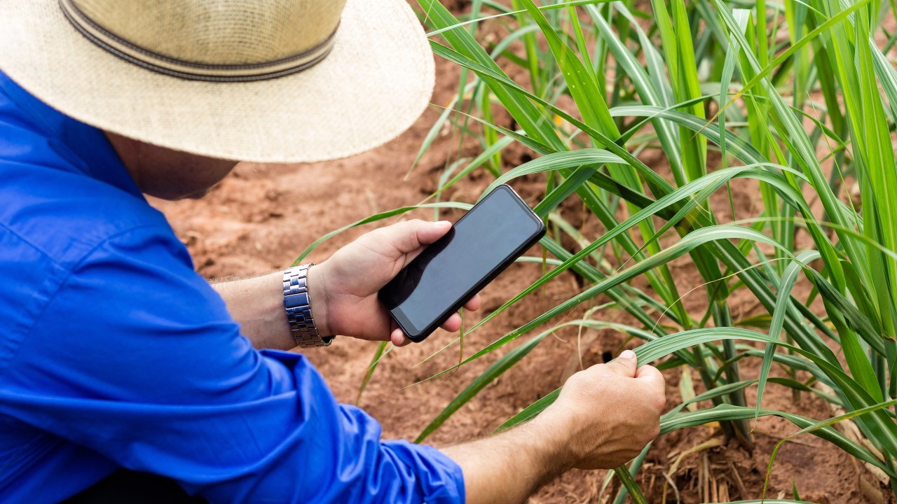 Fazendeiro usa celular enquanto examina plantação de cana