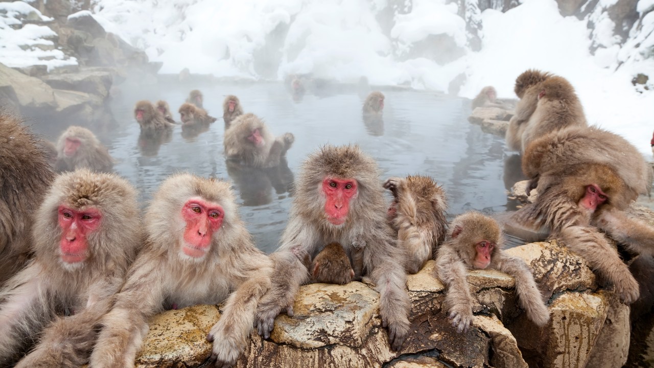Macacos são comuns em quase todas as regiões do Japão e são tratados como pragas em alguns lugares
