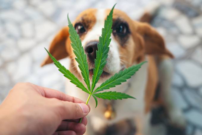Beagles puppies looking up with Cannabis leaves over nose, medical marijuana for pets concept