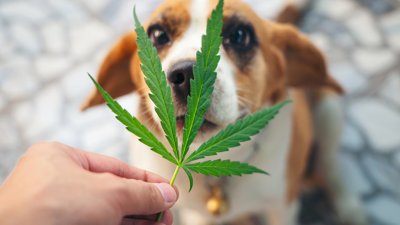 Mercado de medicamentos à base de cannabis para pets não têm regulamentação no Brasil -