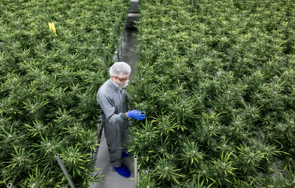 15 June 2022, Saxony-Anhalt, Leuna: Axel Gille, President of Aurora Europe, inspects cannabis plants in a flowering room of the production facility at the Leuna Chemical Park. The pharmaceutical company Aurora is the only company in Saxony-Anhalt to have delivered its first medical cannabis to the German Cannabis Agency. Photo: Hendrik Schmidt/dpa (Photo by Hendrik Schmidt/picture alliance via Getty Images)