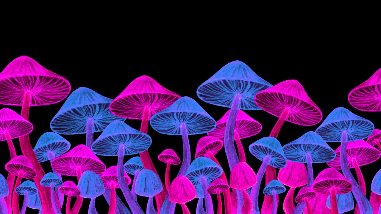 Os cogumelos psicodélicos (psilocibina) aparecem apenas atrás do LSD -