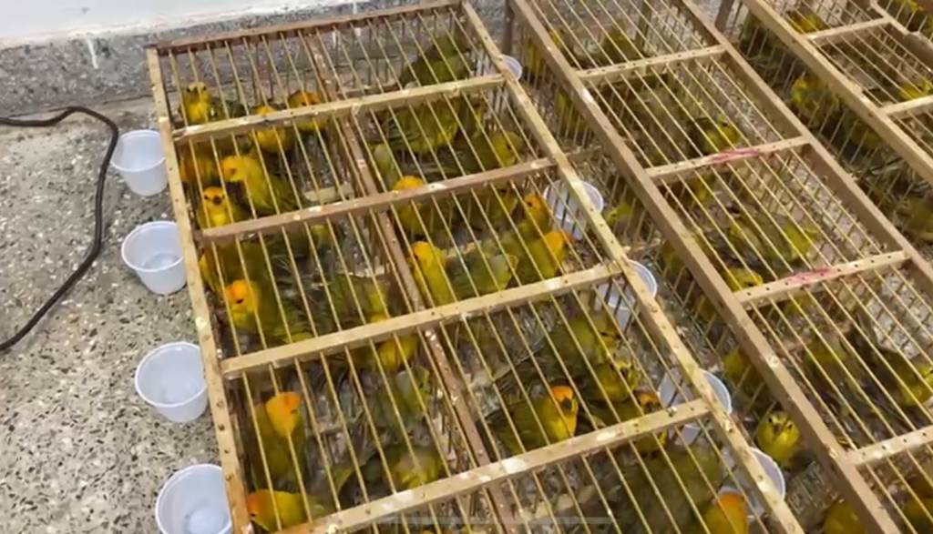 Homem é preso em Brasília por posse ilegal de 300 pássaros; Vídeo