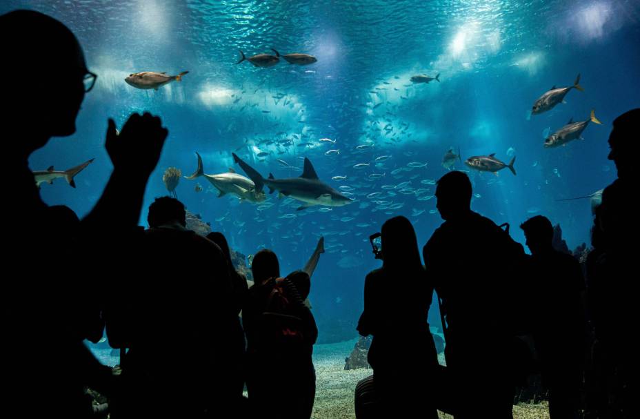 Visitantes observam peixes no tanque do Oceanário de Lisboa, um dos maiores do mundo, situado ao lado onde esta sendo realizada a Conferência dos Oceanos da ONU, Portugal, 29/06/2022.