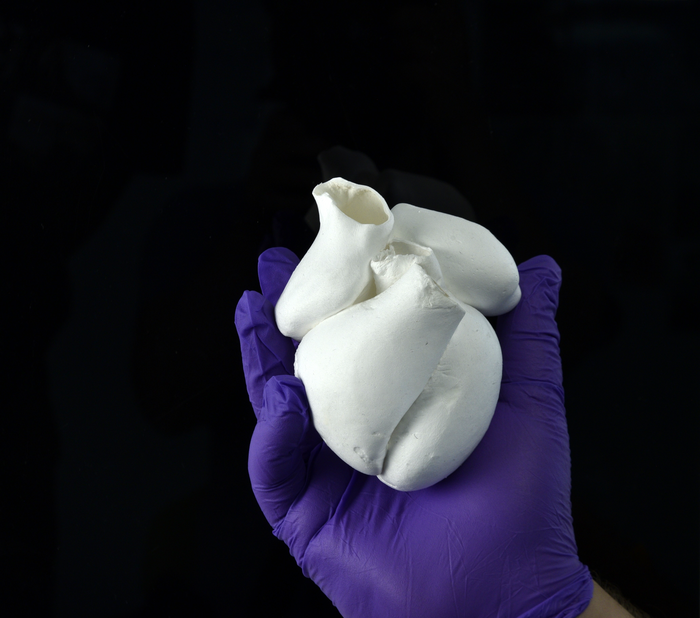 Modelo de coração humano de quatro câmaras em escala real