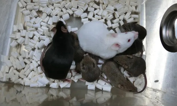 O rato preto, da esquerda, é Dorami, o primeiro animal clonado usando a técnica. Os pequenos ratos são seus filhotes com o rato branco, animal normal usado para acasalamento -