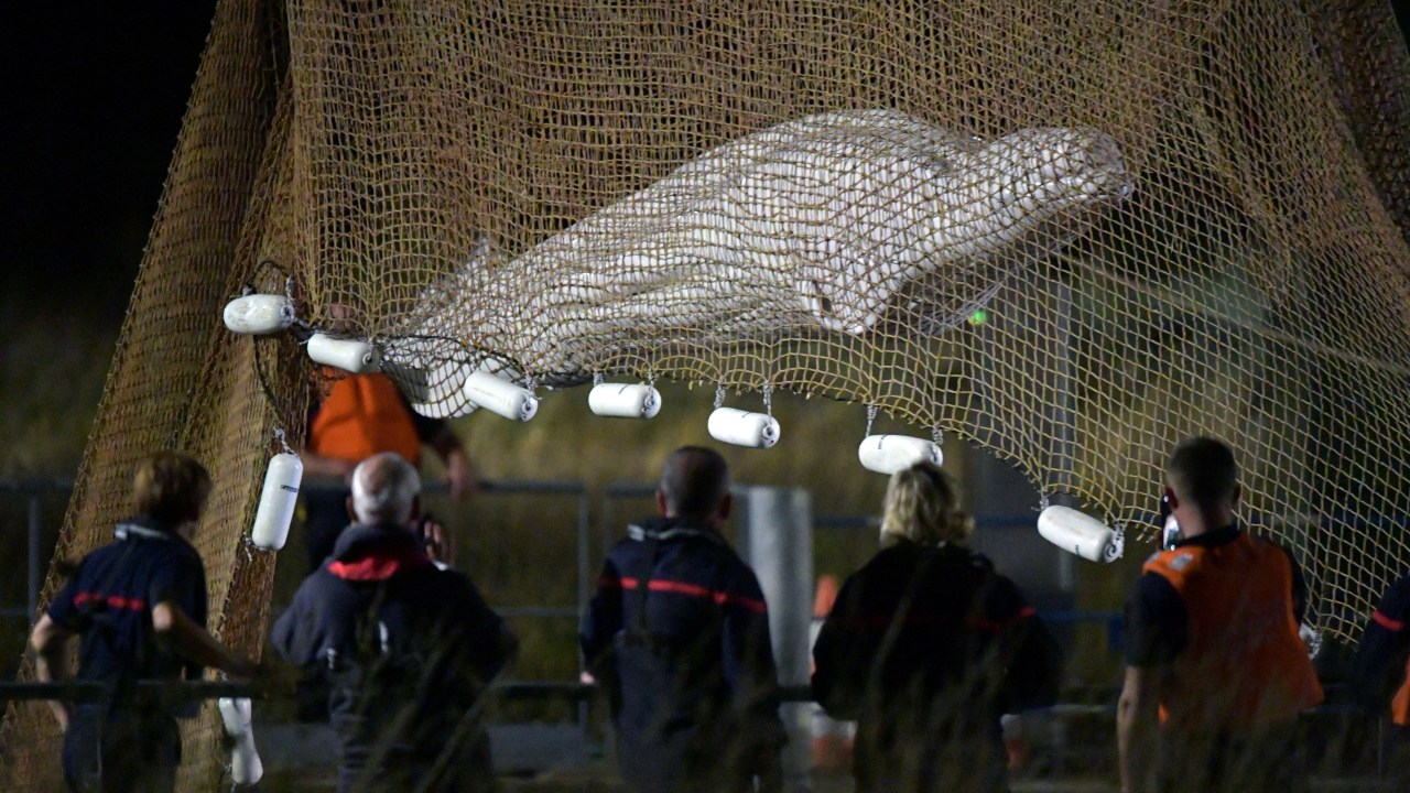 Rescuers pull up a net as they rescue a beluga whale stranded in the River Seine at Notre Dame de la-Garenne, northern France, on August 9, 2022. - French marine experts launched an ambitious operation on August 9 to rescue an ailing beluga whale that swam up the Seine river, to return it to the sea. The four-metre (13-foot) cetacean, a protected species usually found in cold Arctic waters, was spotted a week ago heading towards Paris, and is now some 130 kilometres inland. (Photo by JEAN-FRANCOIS MONIER / AFP)