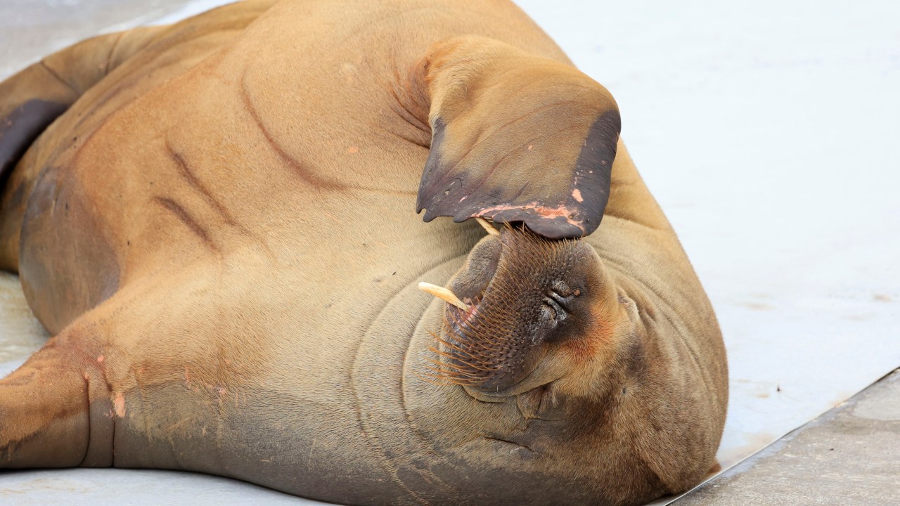 (FILES) This file photo taken on July 18, 2022 shows a female walrus named Freya at the waterfront at Frognerstranda in Oslo, Norway. - Freya that attracted crowds while basking in the sun of the Oslo fjord was euthanised, Norway officials said on Sunday, August 14, 2022. "The decision to euthanise was taken on the base of a global evaluation of the persistent threat to human security," the head of Norway's Fisheries Directorate said in a statement. (Photo by Tor Erik Schrøder / NTB / AFP) / Norway OUT