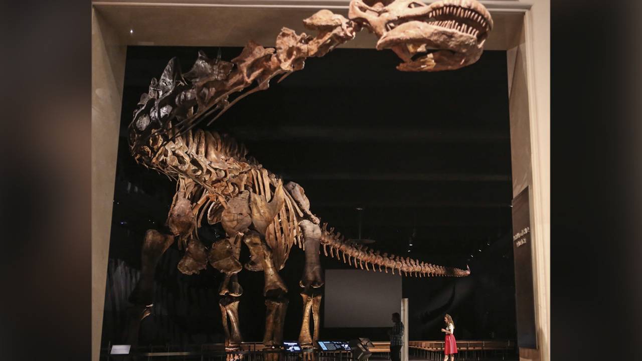 GIGANTE - Réplica de esqueleto do Patagotitan, exibida em Nova York: 37 metros de comprimento -