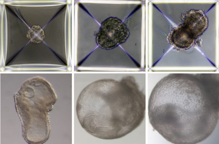 Evolução do embrião sintético desenvolvido por pesquisadores israelenses. Cérebro e coração pulsante se formaram