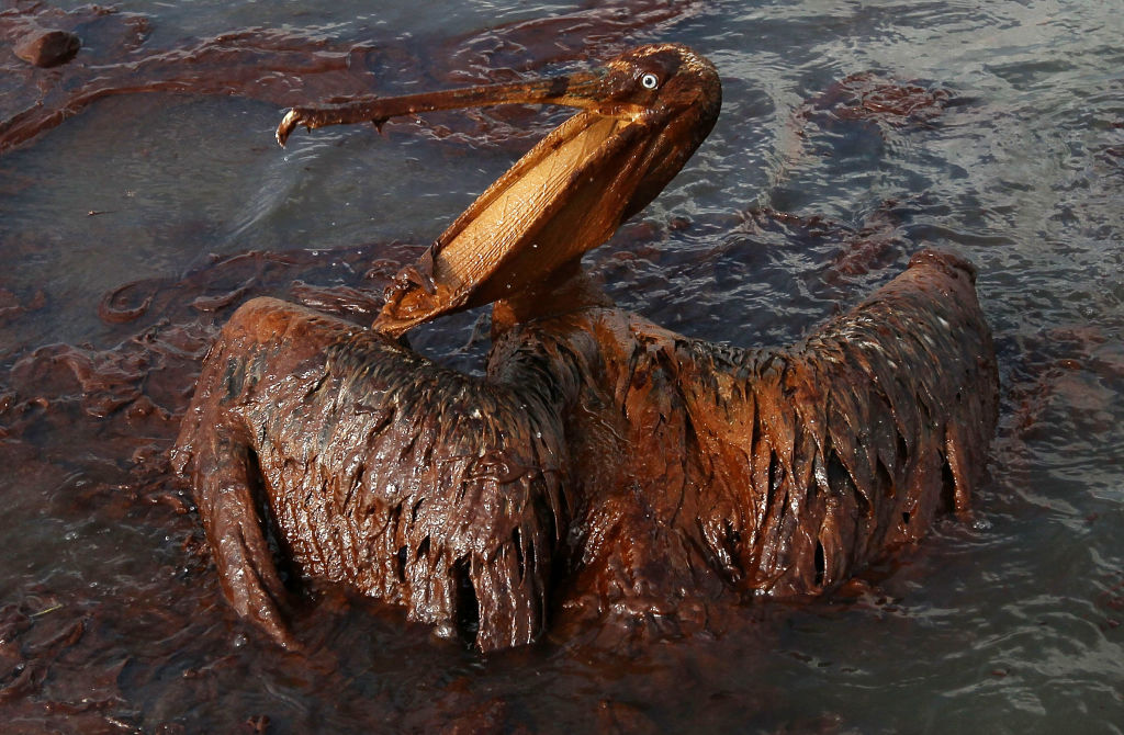 Pelicano coberto de petróleo após o vazamento da plataforma Deepwater Horizon, em 2010 -