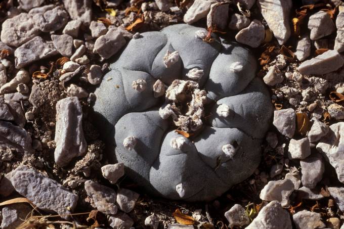 Peyote Cactus or Mescal Button (Lophophora williamsii), mescaline drug, Coahuila, Mexico