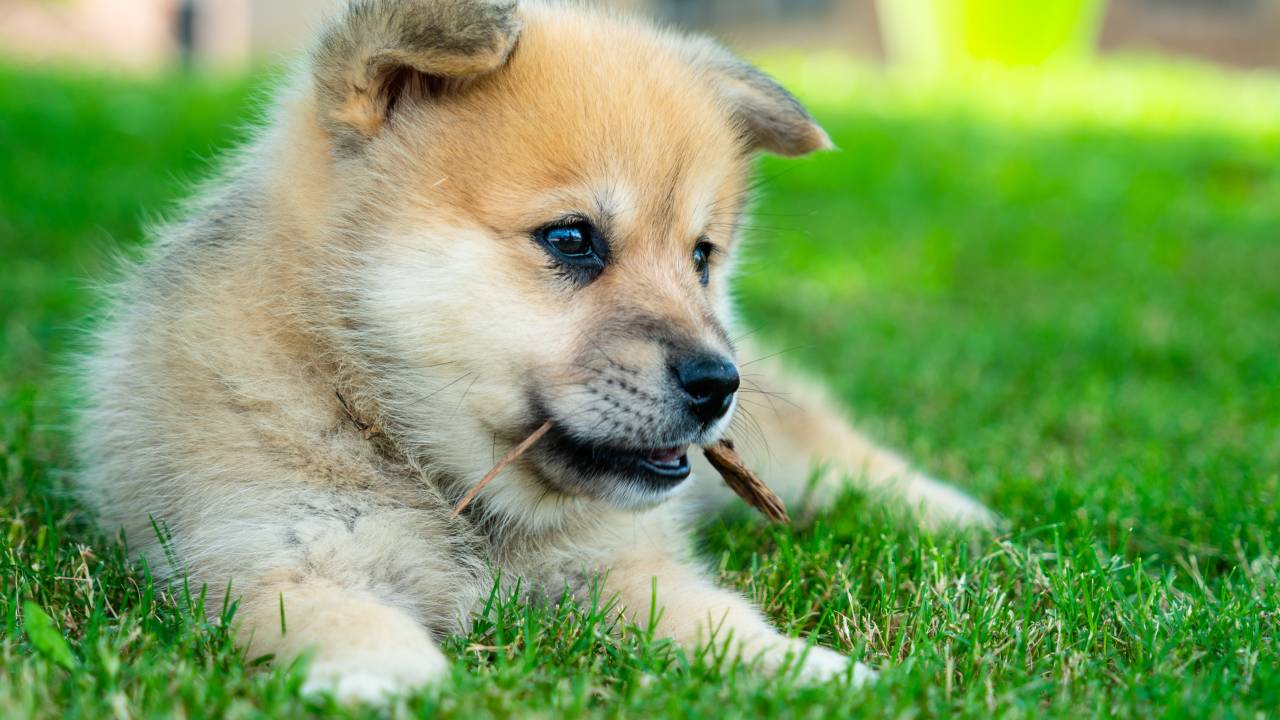 Cute Adorable Pomsky Puppy , a Pomeranian Mixed with a Husky - Man's best friend is a Dog