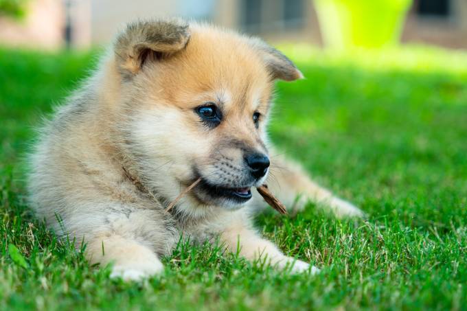 Pomsky Puppy eating a stick