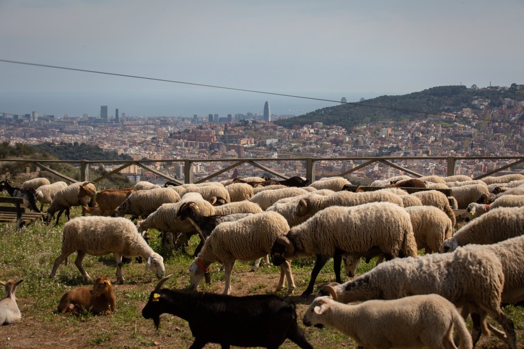 A group of sheep and goats graze near the Mirador de Montbau, on April 6, 2022, in Barcelona, Catalonia, Spain. Today the Barcelona City Councilor for Climate Emergency presented the pilot grazing plan on the Barcelona side of the Parc Natural de Collserola. The plan, launched by the Barcelona City Council, begins this April and will last for three months. For at least 90 days, between 150 and 250 goats and sheep will graze on the Barcelona side of the Natural Park to mitigate fires that may occur in Collserola. (Photo By David Zorrakino/Europa Press via Getty Images)
