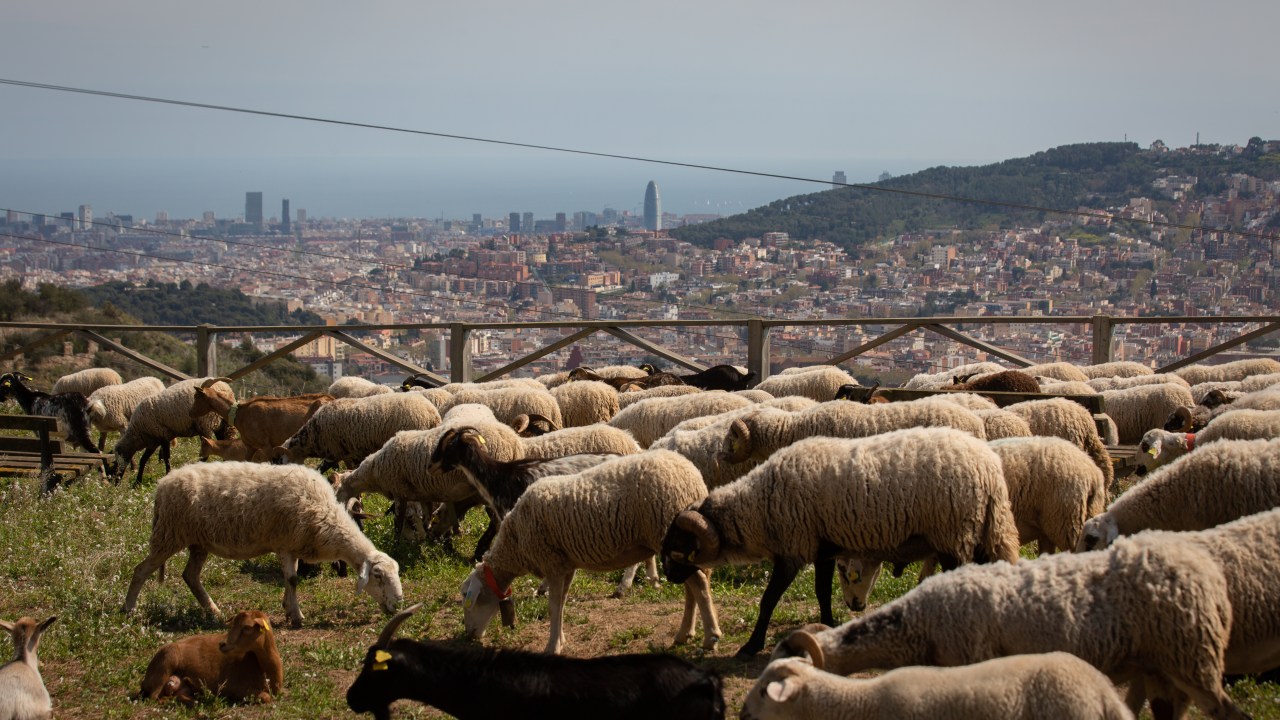 A group of sheep and goats graze near the Mirador de Montbau, on April 6, 2022, in Barcelona, Catalonia, Spain. Today the Barcelona City Councilor for Climate Emergency presented the pilot grazing plan on the Barcelona side of the Parc Natural de Collserola. The plan, launched by the Barcelona City Council, begins this April and will last for three months. For at least 90 days, between 150 and 250 goats and sheep will graze on the Barcelona side of the Natural Park to mitigate fires that may occur in Collserola. (Photo By David Zorrakino/Europa Press via Getty Images)
