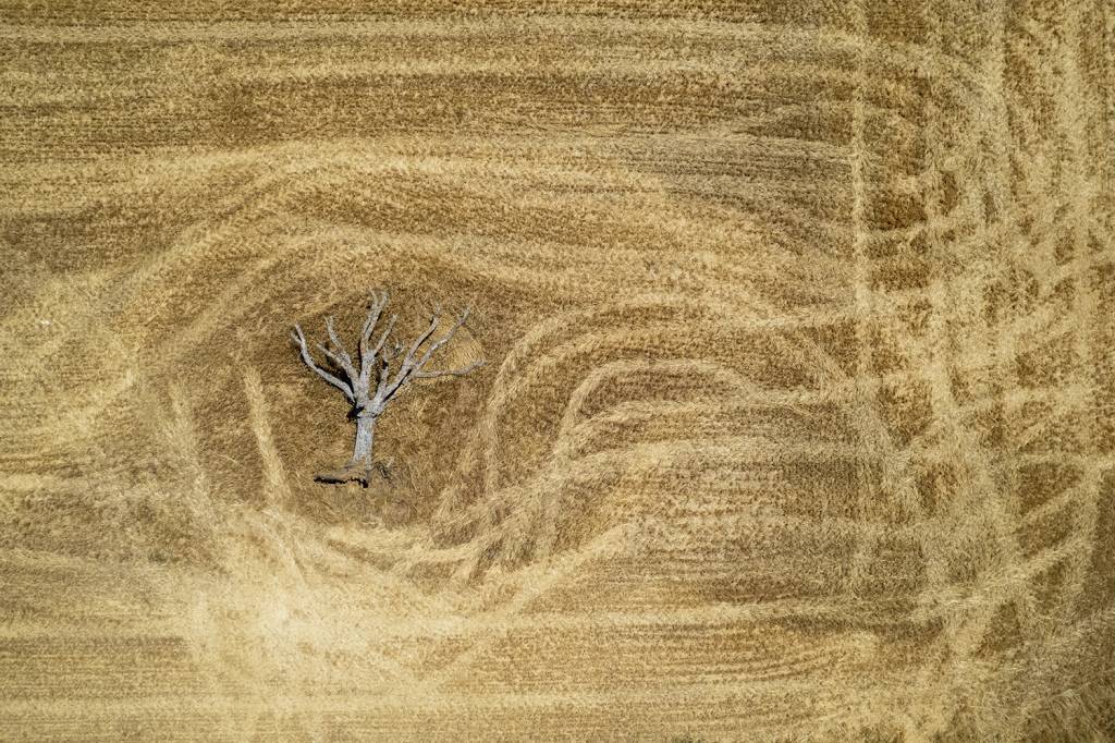 PERDA AGRÍCOLA - Plantação de trigo na Espanha: calor intenso e falta de água afetaram a safra de grãos no continente -