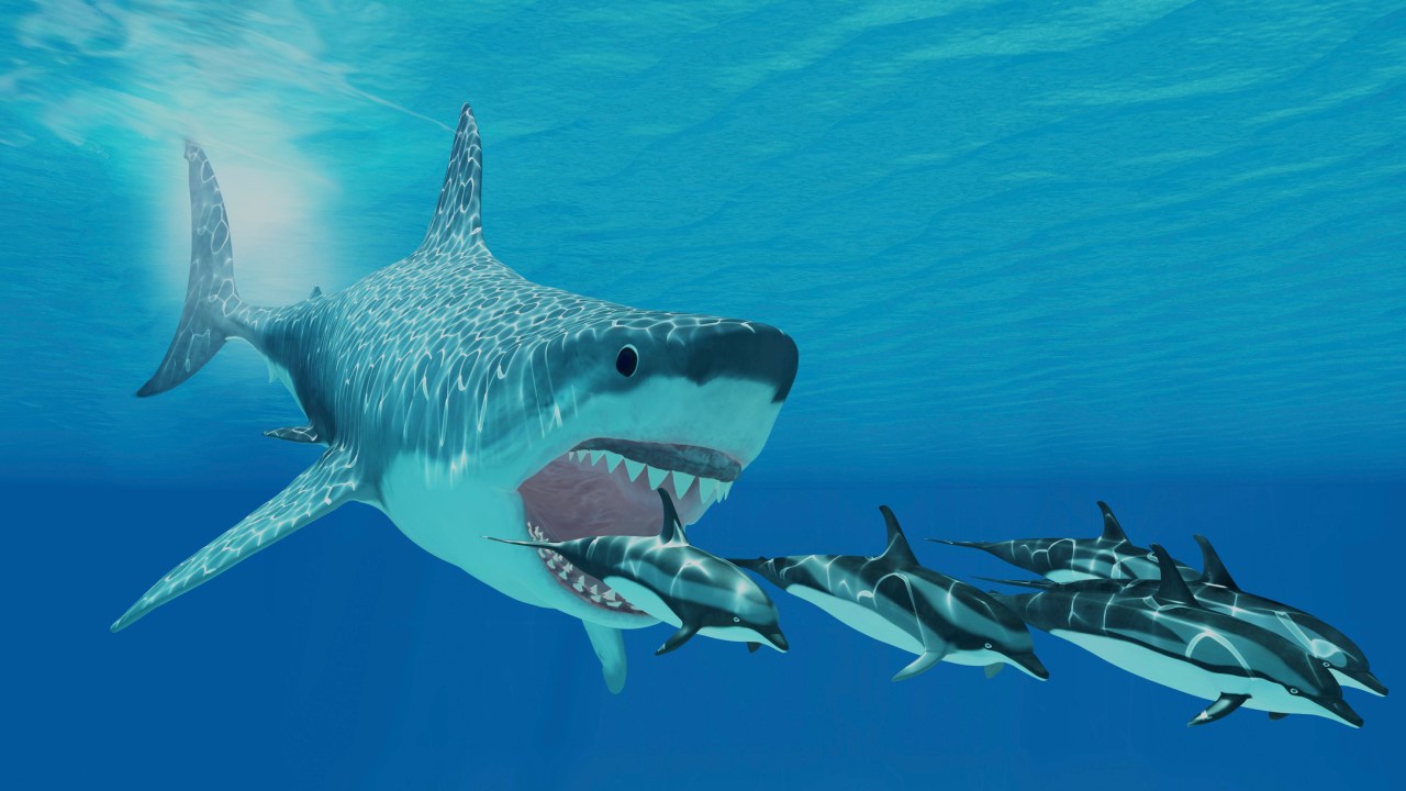 A huge Megalodon shark swims after a pod of striped dolphins.