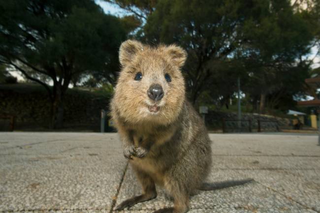 O quokka (Setonix brachyurus), animal australiano que serviu de inspiração para o nome do supercomputador -