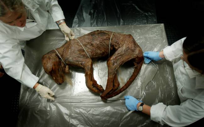 (AUSTRALIA OUT) A whole preserved body of a thylacine, also known as the Tasmanian Tiger, which will be on display at the National Museum of Australia, Canberra, in an exhibition called Captivating and Curious which opens in December, 24 November 2005. SMH NEWS Picture by CHRIS LANE (Photo by Fairfax Media via Getty Images/Fairfax Media via Getty Images via Getty Images)