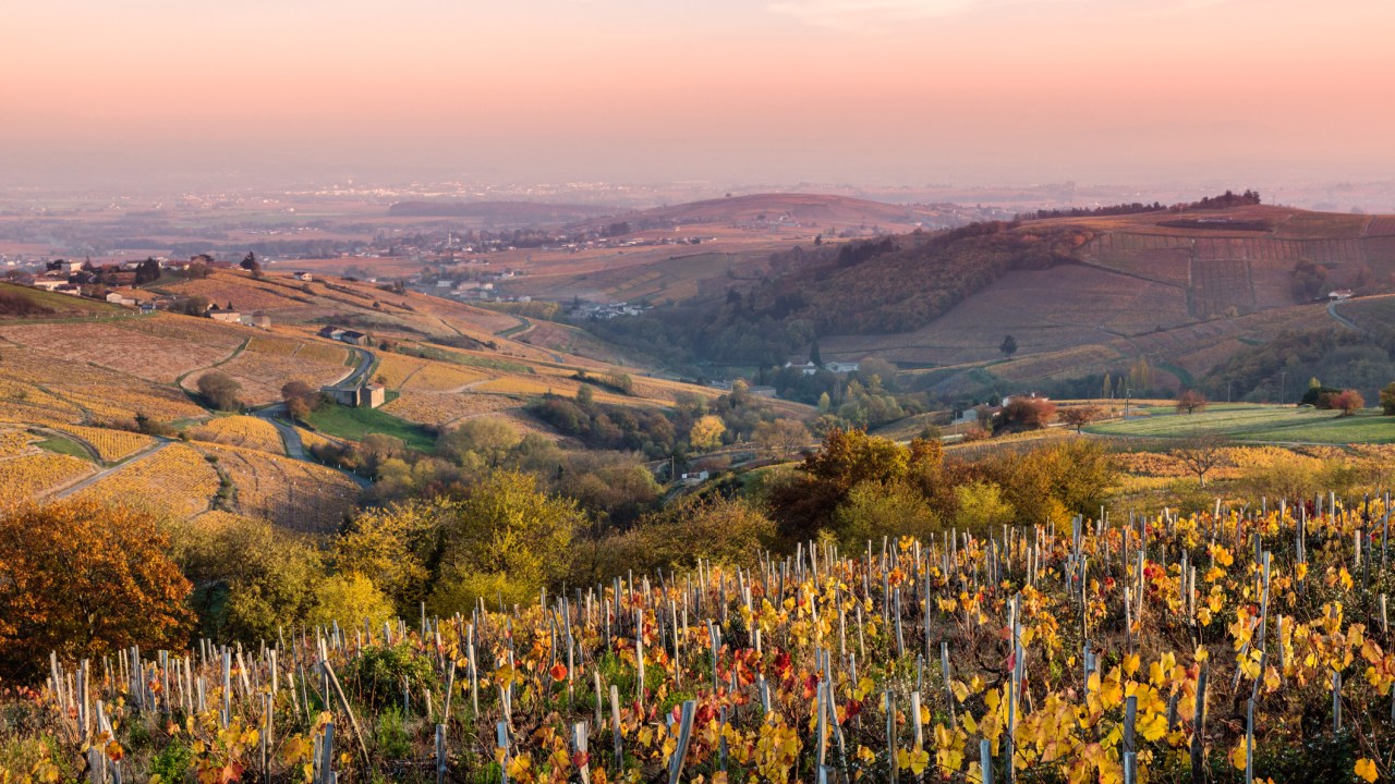 Vineyards at sunset, Beaujolais region, Rhone Alpes, France