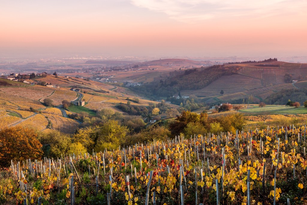 Vineyards at sunset, Beaujolais region, Rhone Alpes, France