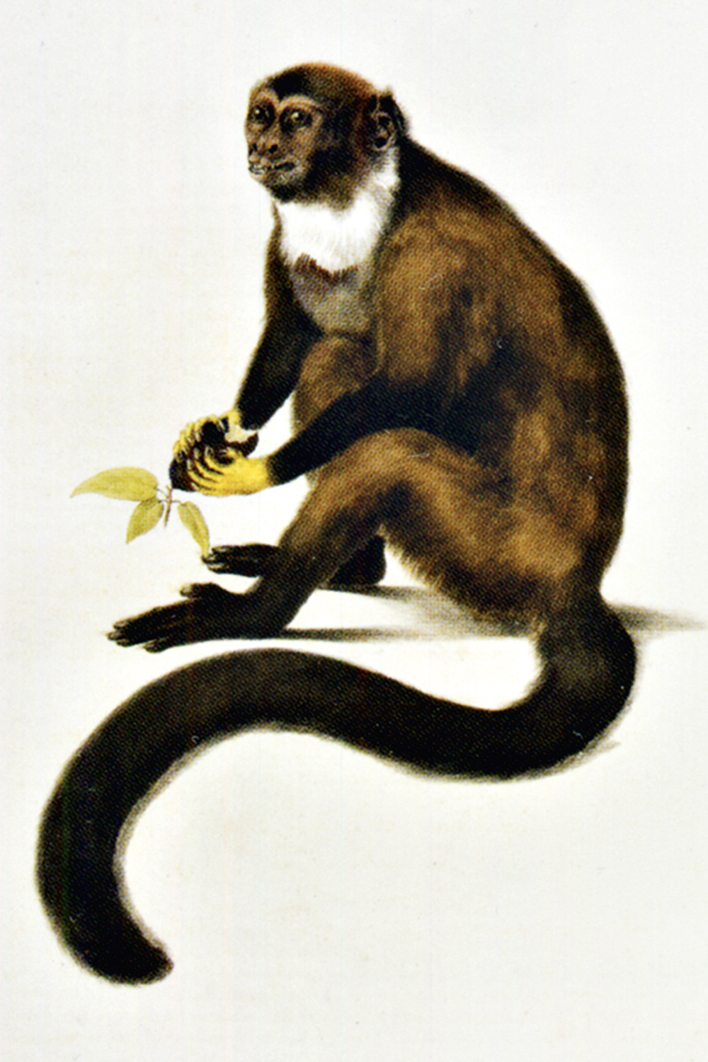 MACACO-BRASILIANA-PAG-236_1.jpg CALLITHRIX AMICTA - Primata típico: 9 000 espécies de plantas e animais levadas para a Europa -