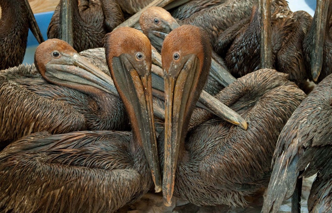 Pelicanos cobertos de óleo encontrados na costa da Louisiana e afetados pelo derramamento de óleo da BP Deepwater Horizon no Golfo do México, 09/06/2010.
