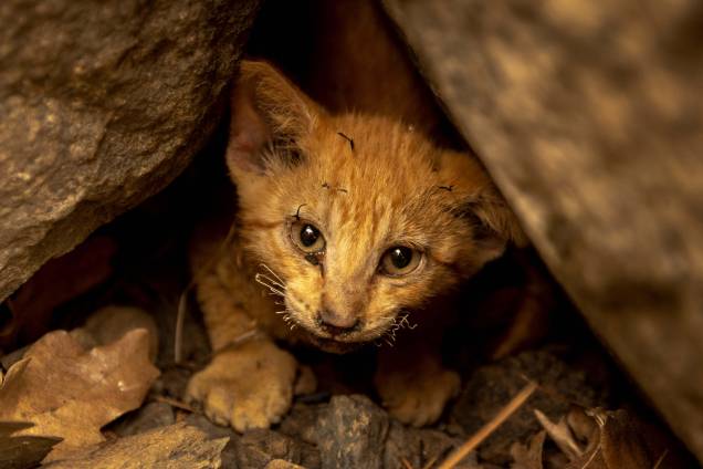 Gatinho sobrevivente se esconde em rochas na Floresta Nacional de Klamath, a noroeste de Yreka, Califórnia, em 31/07/2022. Gatinho sobrevivente se esconde em rochas na Floresta Nacional de Klamath, a noroeste de Yreka, Califórnia, em 31/07/2022.