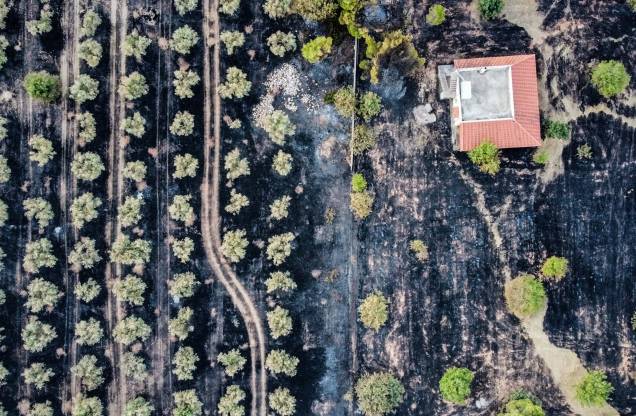 Vista aérea mostra campos de oliveiras queimados durante um incêndio florestal em Megara, `a oeste de Atenas, em 20/07/2022.