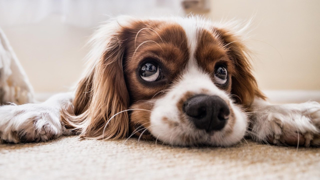 Cães choram ao reencontrar seus tutores após períodos de ausência, diz estudo -