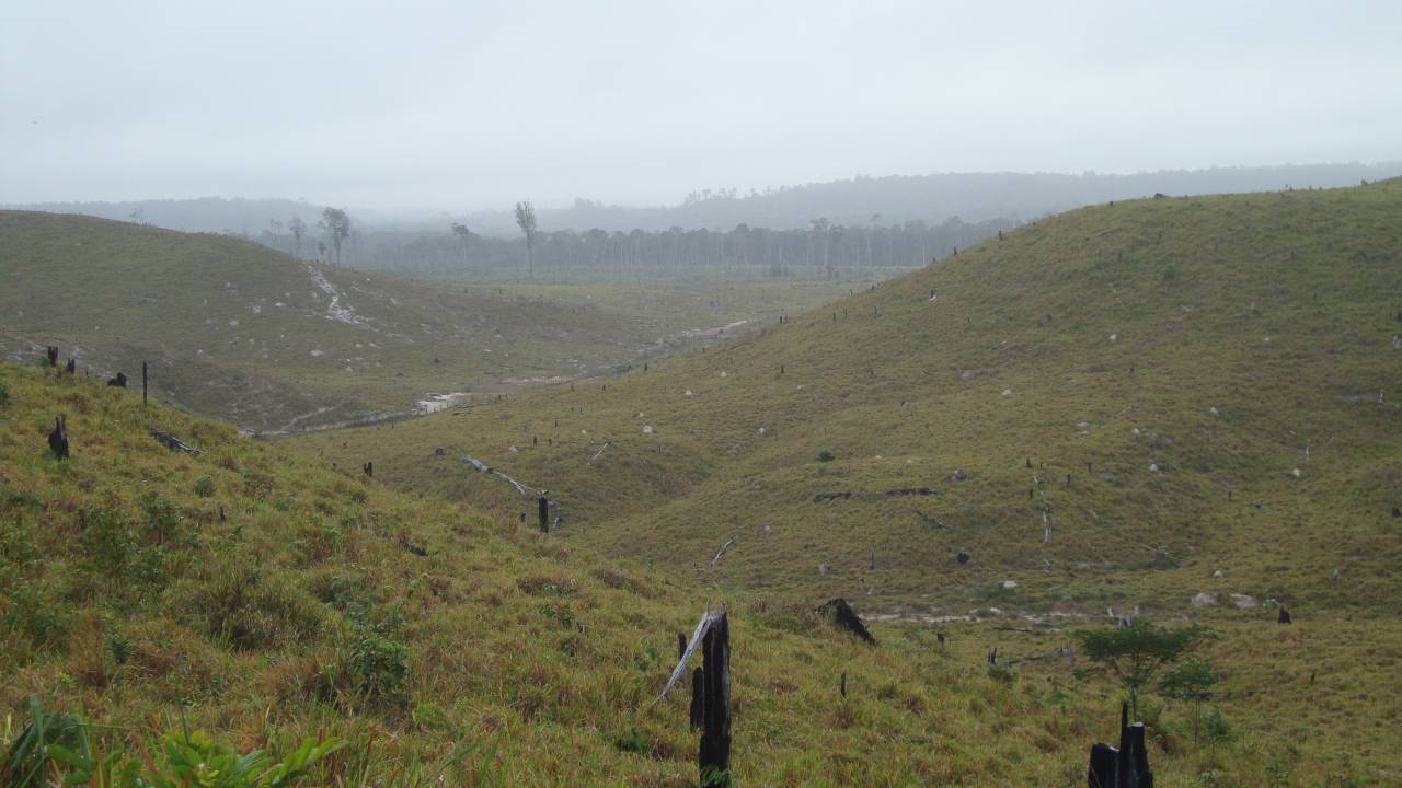 Quantidade de desmatamento tropical causado pela agropecuária é superior a 80% -