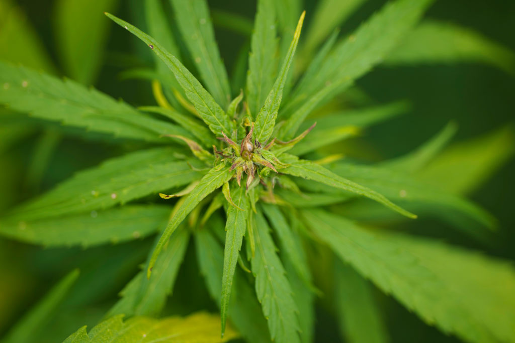 Anunciada nesta terça-feira (13), a startup Kanna vai criar um token com o objetivo de unir criptoativos e cannabis -