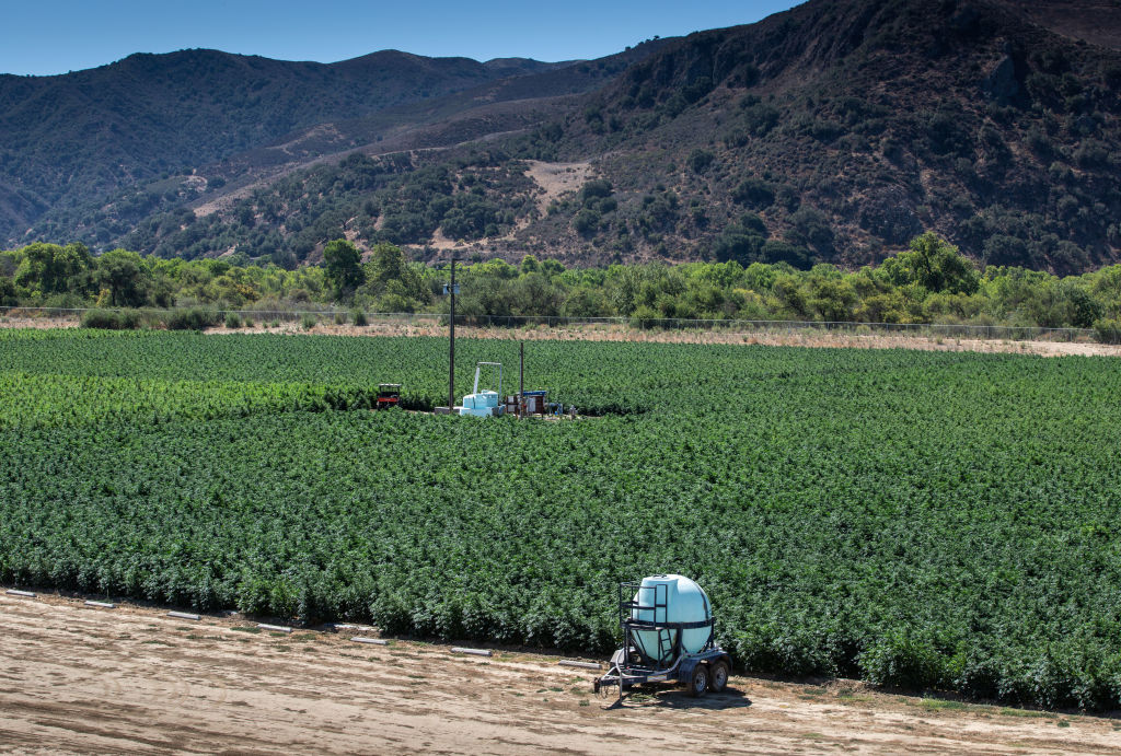 Plantação de cannabis em Santa Barbara County, na Califórnia -
