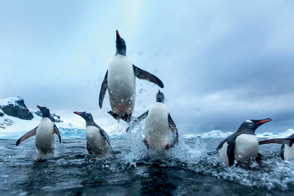 NA ÁGUA - Biodiversidade: os pinguins são patrimônio ambiental -