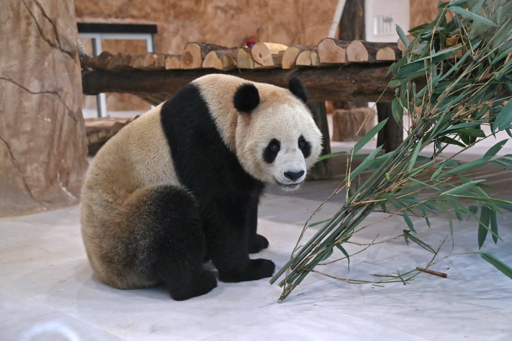 A Chinese giant panda is pictured in an enclosure at the Panda Park in Al Khor on October 19, 2022. - Qatar became the first Middle Eastern country Wednesday to receive Chinese giant pandas -- Suhail and Soraya -- who, in true Gulf fashion, took up residence in luxury air-conditioned quarters. The Chinese government sent the animals as gift to mark the World Cup that starts November 20. China has not qualified for the event, but is a major customer for Qatar's natural gas. (Photo by DENOUR / AFP)