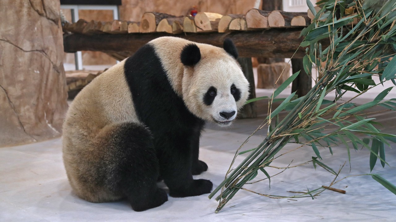 A Chinese giant panda is pictured in an enclosure at the Panda Park in Al Khor on October 19, 2022. - Qatar became the first Middle Eastern country Wednesday to receive Chinese giant pandas -- Suhail and Soraya -- who, in true Gulf fashion, took up residence in luxury air-conditioned quarters. The Chinese government sent the animals as gift to mark the World Cup that starts November 20. China has not qualified for the event, but is a major customer for Qatar's natural gas. (Photo by DENOUR / AFP)