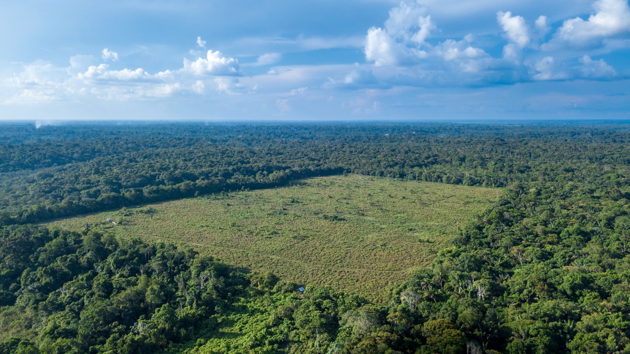 ATAQUE À NATUREZA - Desmatamento na Amazônia: a maior taxa desde 2006 -