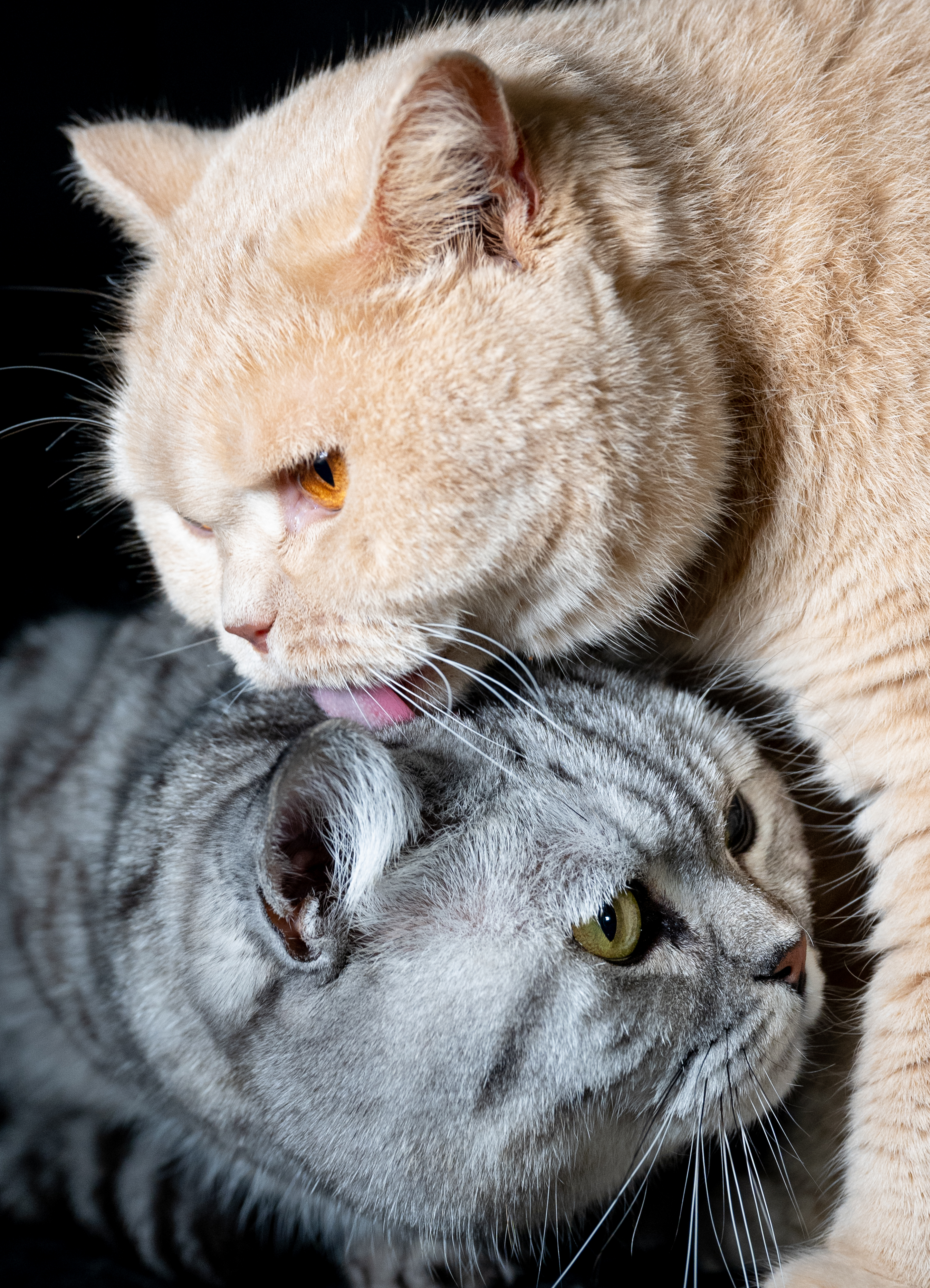 Gatos são apegados, sim! Estudo aponta que felinos entendem quando humanos  falam diretamente com eles, Ciência