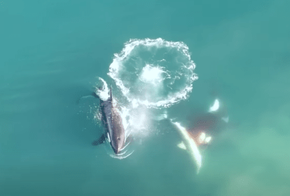 Orcas comem tubarões brancos em Mossel Bay, África do Sul. 06/10/2022