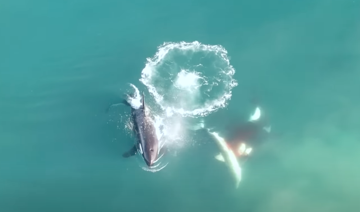 Orcas comem tubarões brancos em Mossel Bay, África do Sul. 06/10/2022