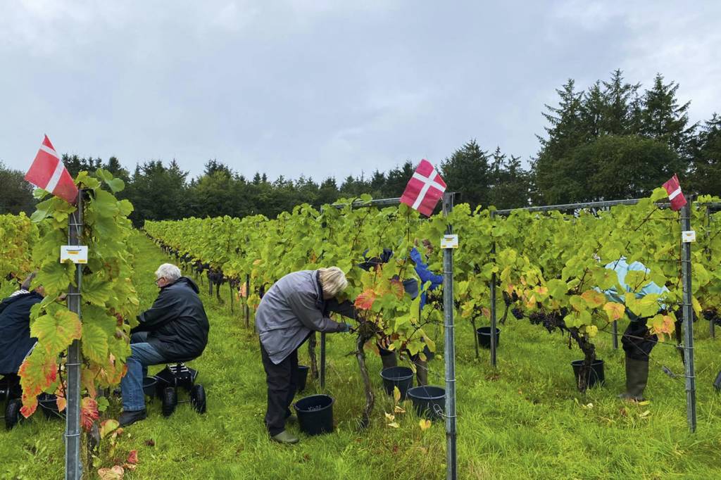 Skærsøgaard-Vin-DINAMARCA-2022-089.jpg AVANÇO - Colheita na Dinamarca: produto com o cobiçado certificado de origem -