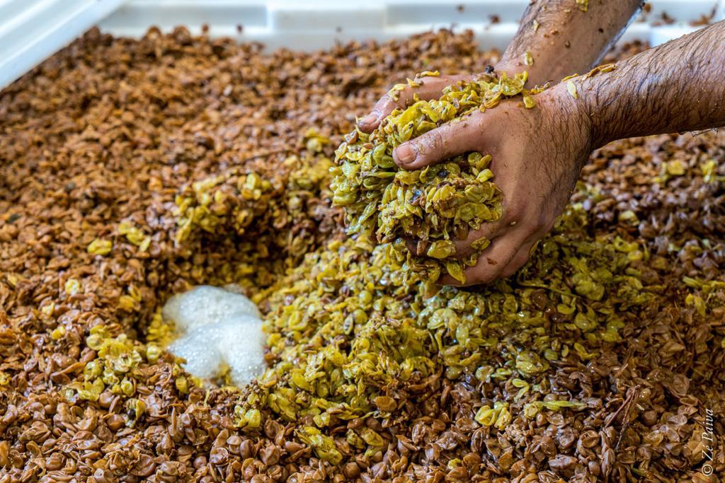 Bagaço das uvas é usado pela Alba Destilaria na produção de grappas -