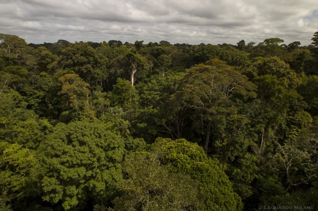 Floresta Nacional do Tapajós, no Pará