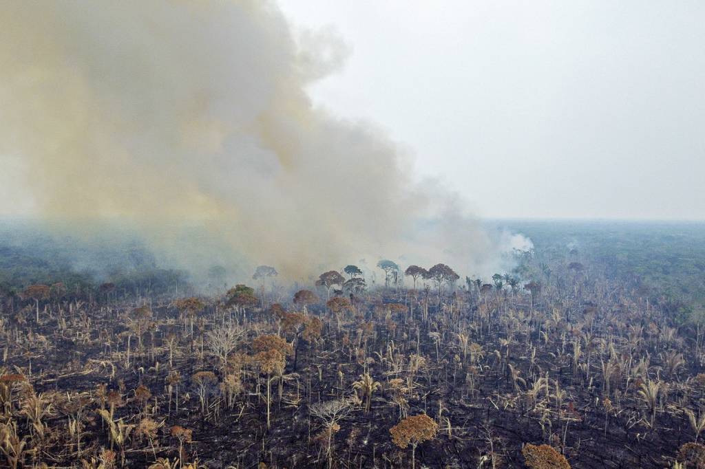 PLANO - A Amazônia: economia sustentável para barrar a destruição da floresta -