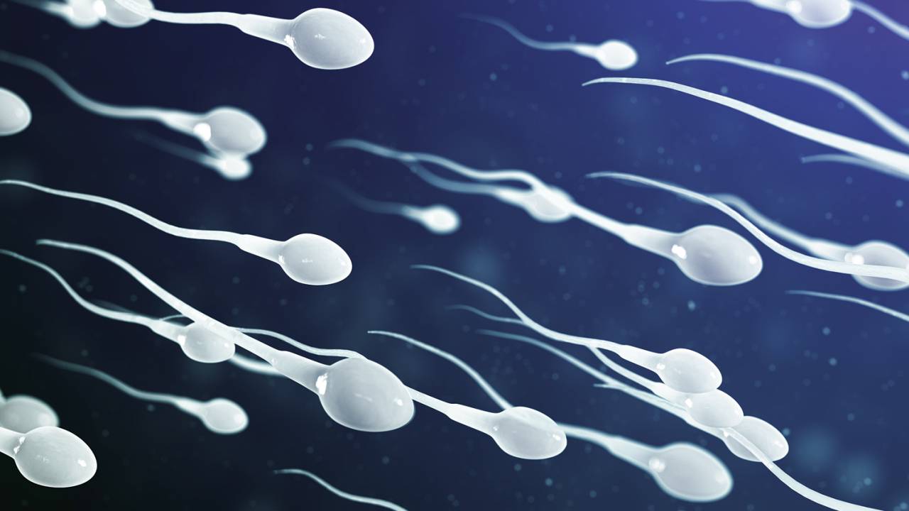 ALVOS - Espermatozoides em ação: as atenções se voltam agora para o sistema reprodutivo masculino -