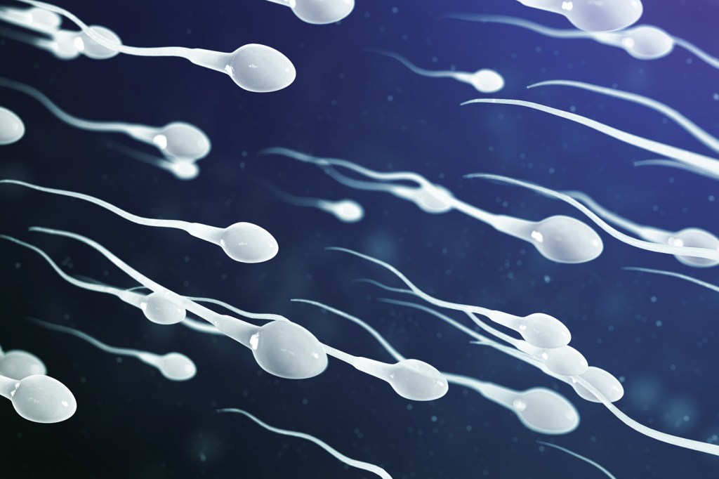 ALVOS - Espermatozoides em ação: as atenções se voltam agora para o sistema reprodutivo masculino -